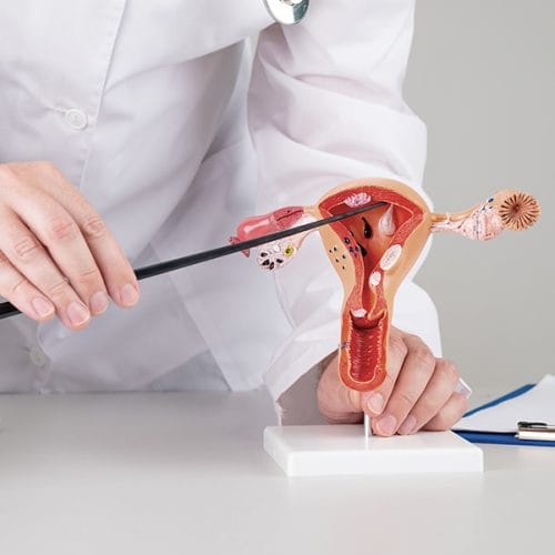 Fungsi Uterus pada Sistem Reproduksi Wanita