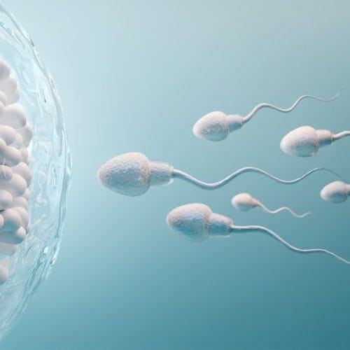Mengenal Proses Spermatogenesis pada Sistem Reproduksi Pria