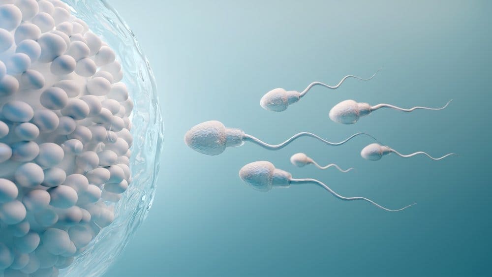 Mengenal Proses Spermatogenesis pada Sistem Reproduksi Pria