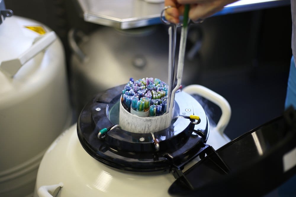 Mengenal Frozen Embryo Transfer dalam Program Bayi Tabung
